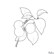 apricot Coloring Pages To Print